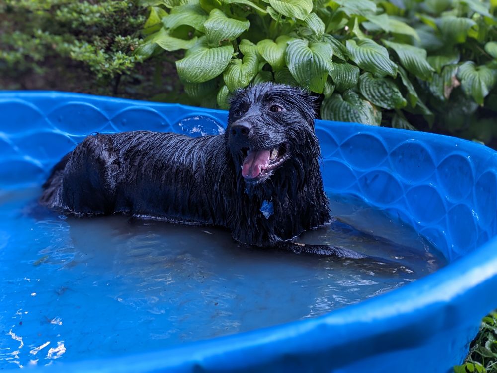 A very happy dog in a kiddie pool filled with water 
