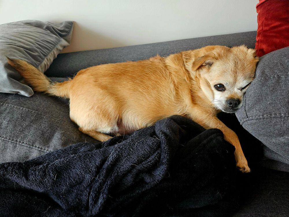 Norm, a small-size pug and chihuahua dog, lies on his stomach on a grey couch and black blanket. Norm looks weary and is a very good boy. 