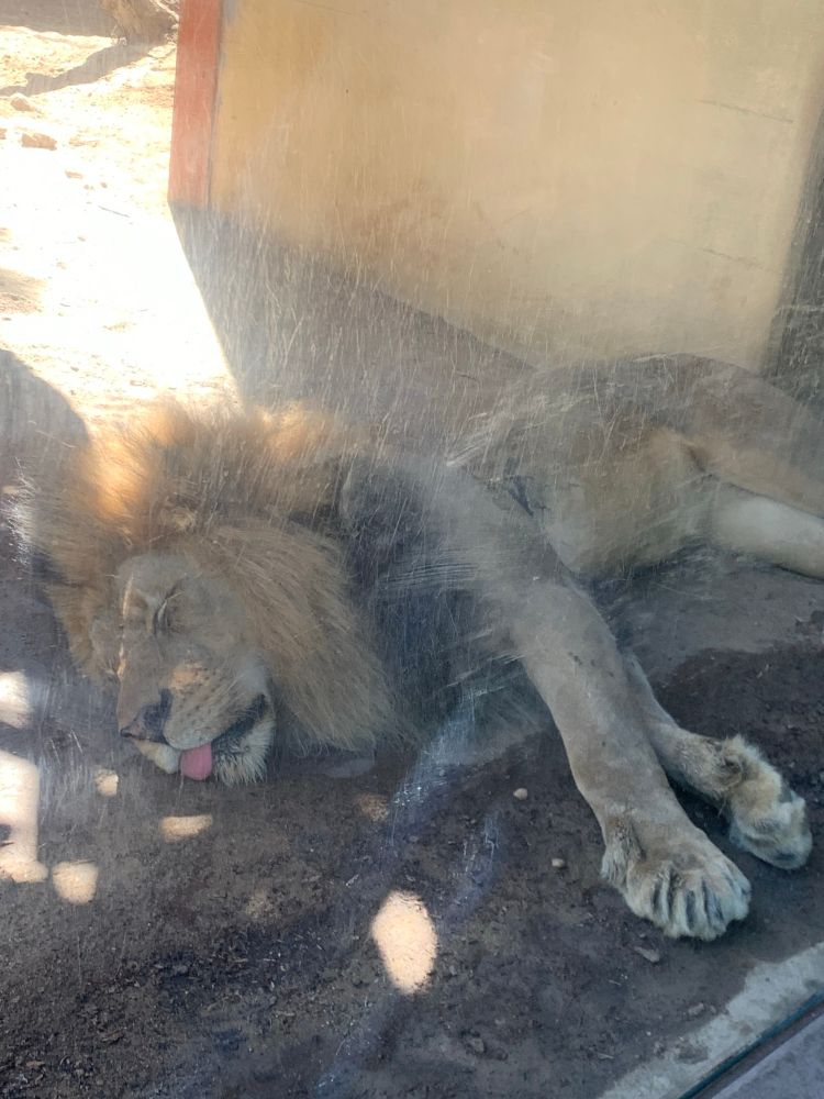 Photo of a lion sleeping with his tongue out