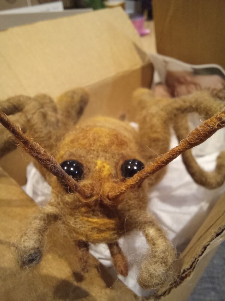 Close up of felt wētā's beady eyes