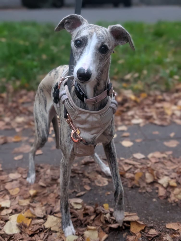 Das Bild zeigt einen getromten jungen Whippet, der auf einem mit Herbstlaub bedeckten Gehweg steht. Nase, Brust und Pfötchen sind weiß. Er trägt ein graues Geschirr mit Metallringen und Leine. Im Hintergrund sind eine Grünfläche und eine Straße zu sehen, die etwas unscharf sind, sodass der Hund im Vordergrund scharf und deutlich hervorgehoben wird.