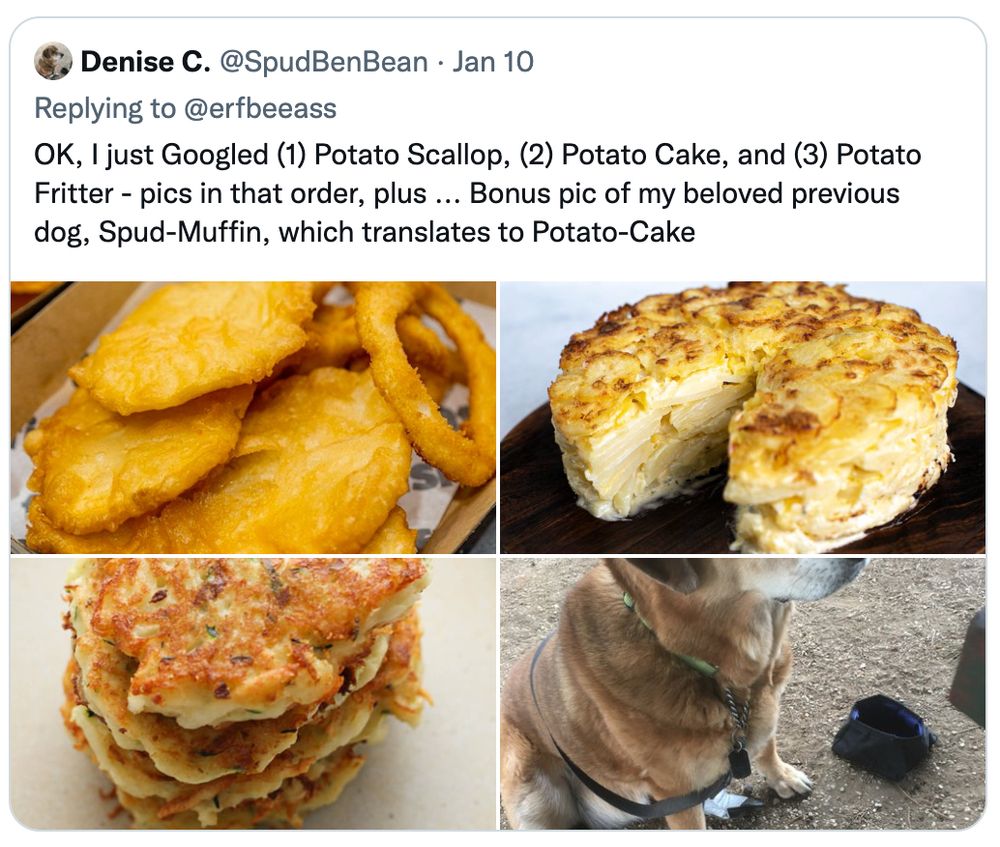 Four photos: top left - battered potato (scallop) with a calamari ring; top right, potato cake - looks like a cake made of potato; bottom left - potato fritter - think pancake made out of potato; bottom right - Spud Muffin...cute dog whose name translates to Potato Cake. Posted by Denise C on twatter. "Acquired" by me for debates on what constitutes a potato scallop.