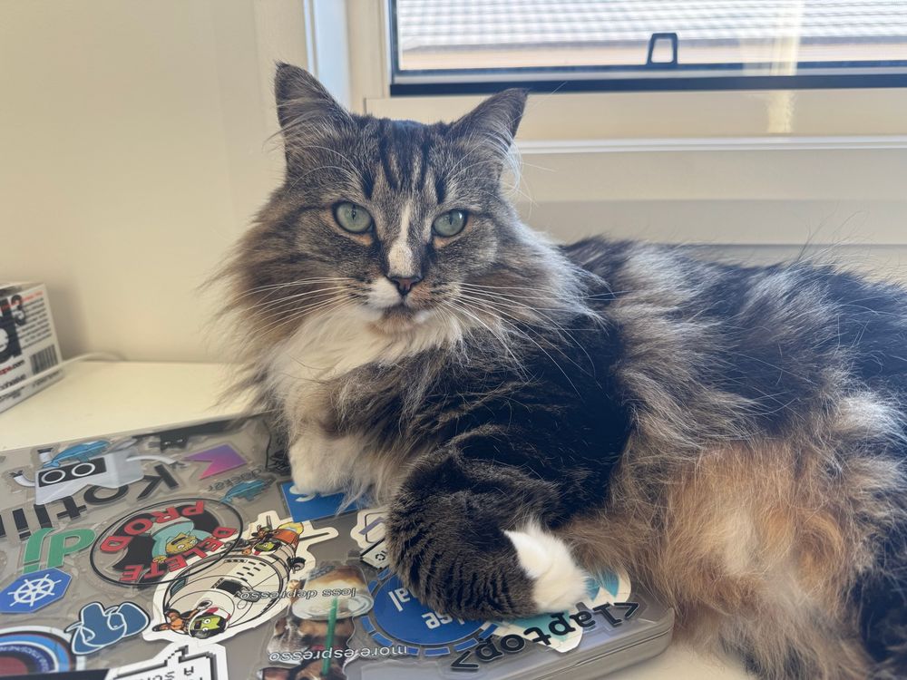 Pumpkin the cat resting on the side of my work laptop. Looking a bit of a mess
