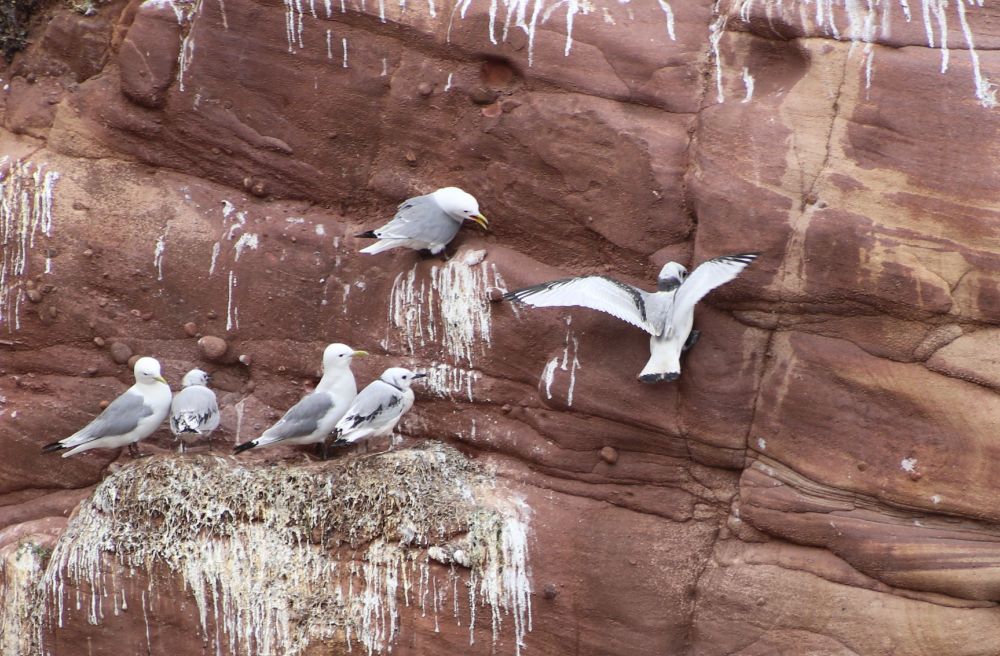 Adult and young Kittiwakes on a nesting ledge on a sea cliff watching a fledgling attempting to land close to them.