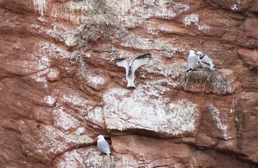 An adult and a young Kittiwake standing on a nest on a sea cliff watching a fledgling attempting to land close to them.