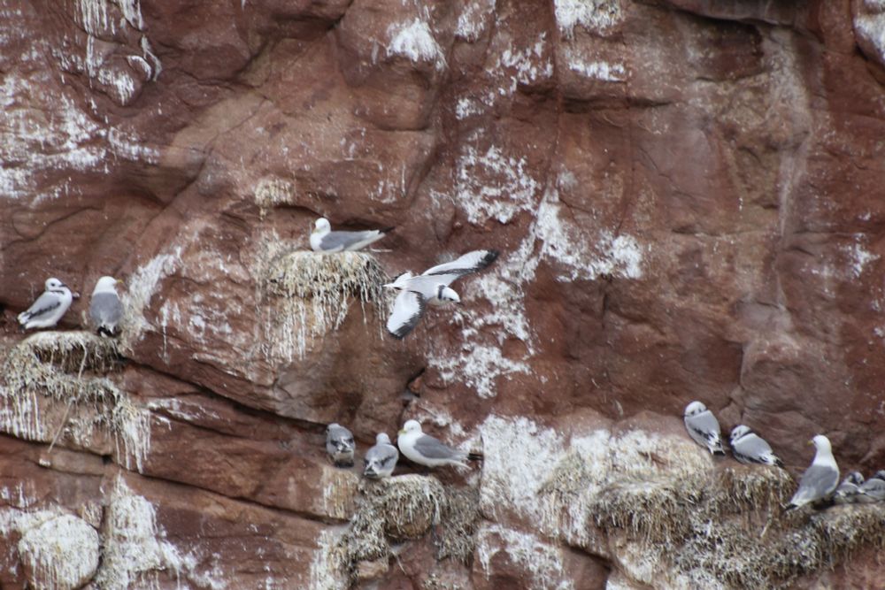 A recently fledged Kittiwake flying along close to a sea cliff covered with   Kittiwake nests as adult and young birds watch it pass.