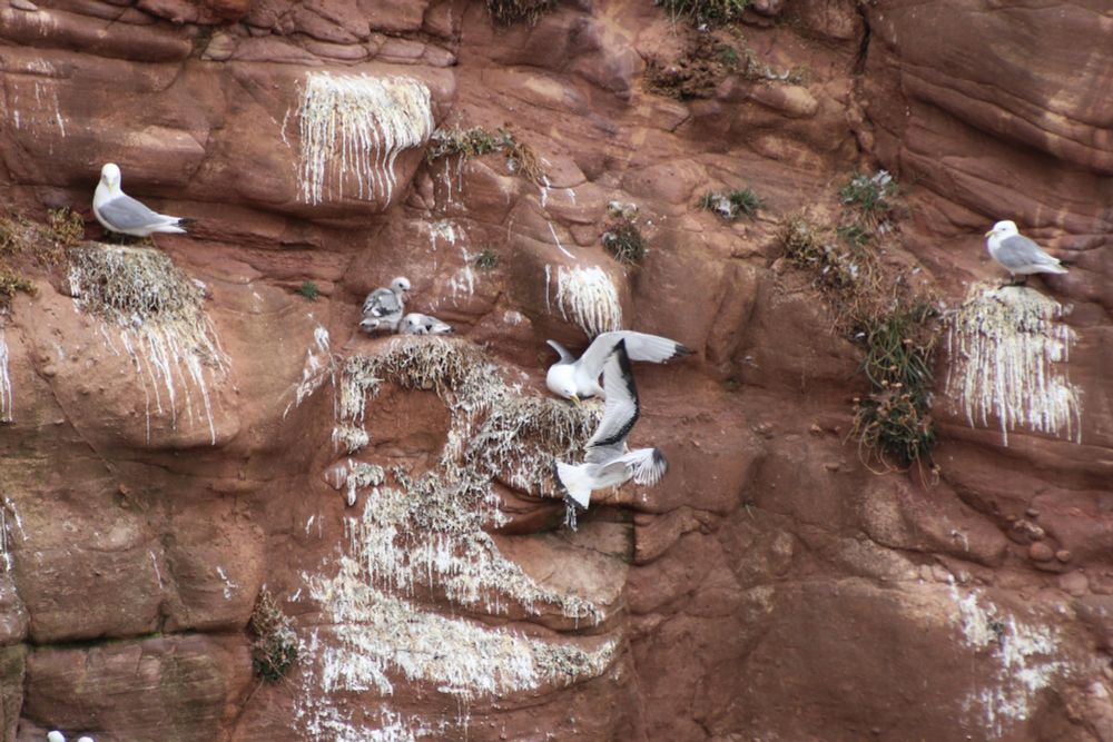 An adult Kittiwake warning off a young bird attempting to land on a ledge on a sea cliff too close to its nest.