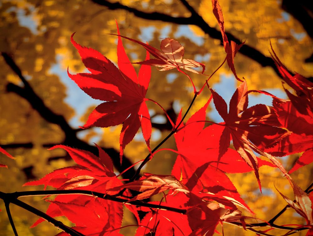 Bright red maple leaves glow in the foreground, yellow ones and sky are out of focus in background 