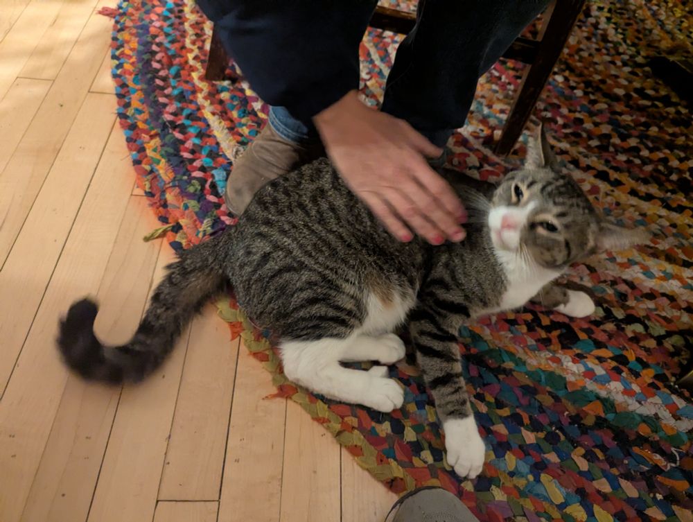 A grey tabby being petted on a colorful braided rug
