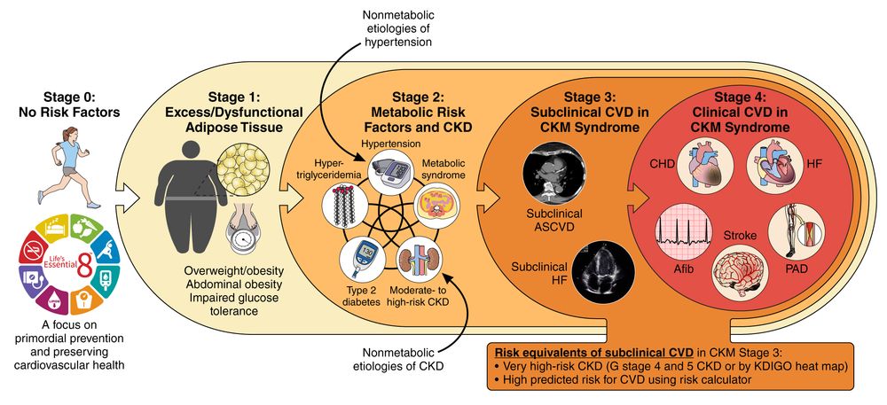 Stages of CKM syndrome
