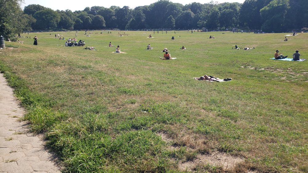 photo of people lounging on the lawn on a sunny day in Prospect Park