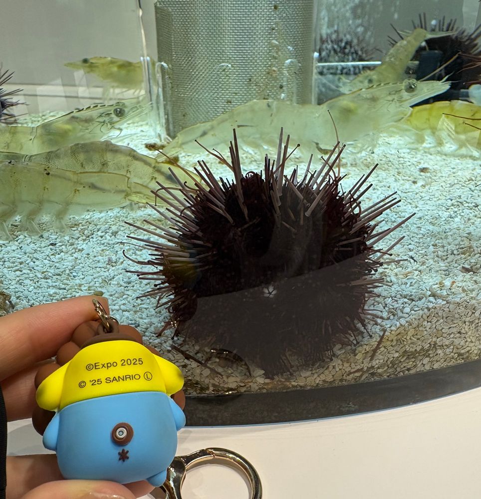 うにとポムポムプリン