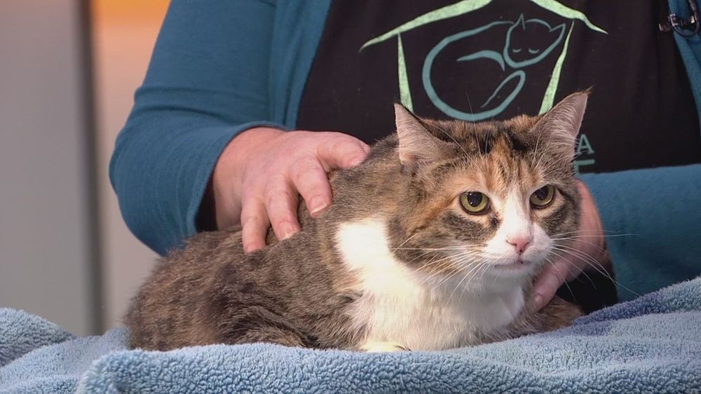 Seattle Area Feline Rescue launches emergency fundraiser to continue life-saving care