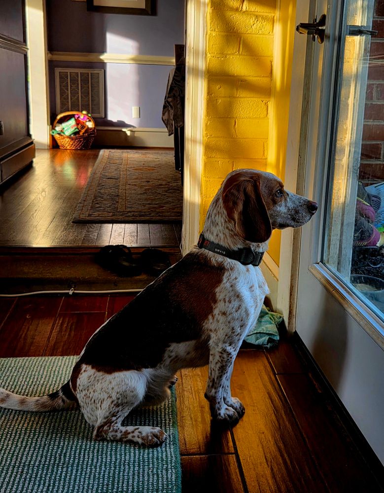 Luther, a tri-colored beagle sitting on a green rug amongst many shadows (also in the story). He is looking longingly out the glass door at the trees and lawn in his yard.