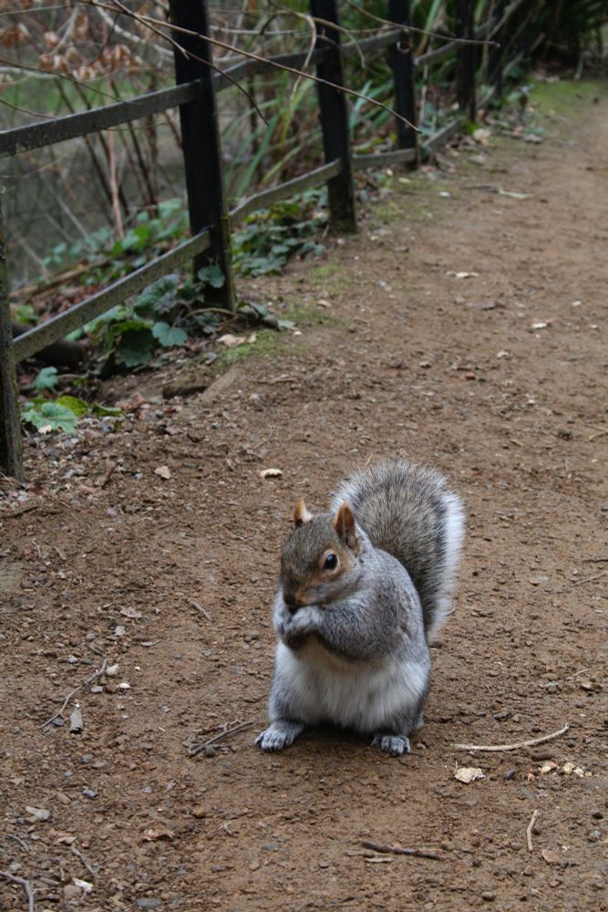 a grey squirrel