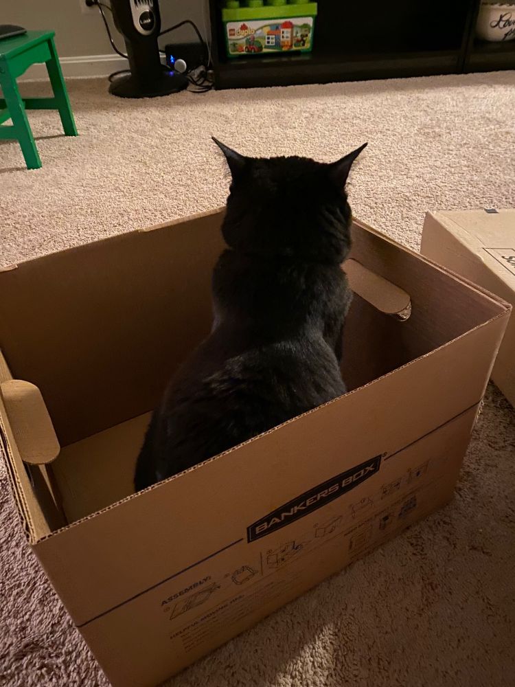 Adorable black cat named Buttercup chilling in a moving box