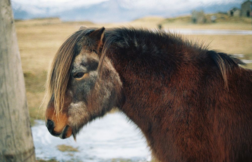 a brown icelandic horse against a snowy, yellow field with a mountain behind it. 