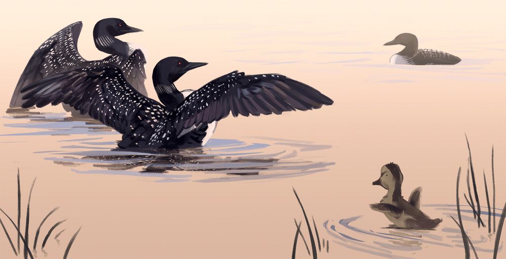 2 loons protecting a baby duck from an intruder loon. From finding family by Laura purdie Salas 
