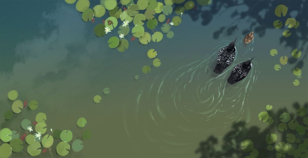 Two loons and a baby duck swimming peacefully through lily pads - from finding family by Laura Purdie Salas 