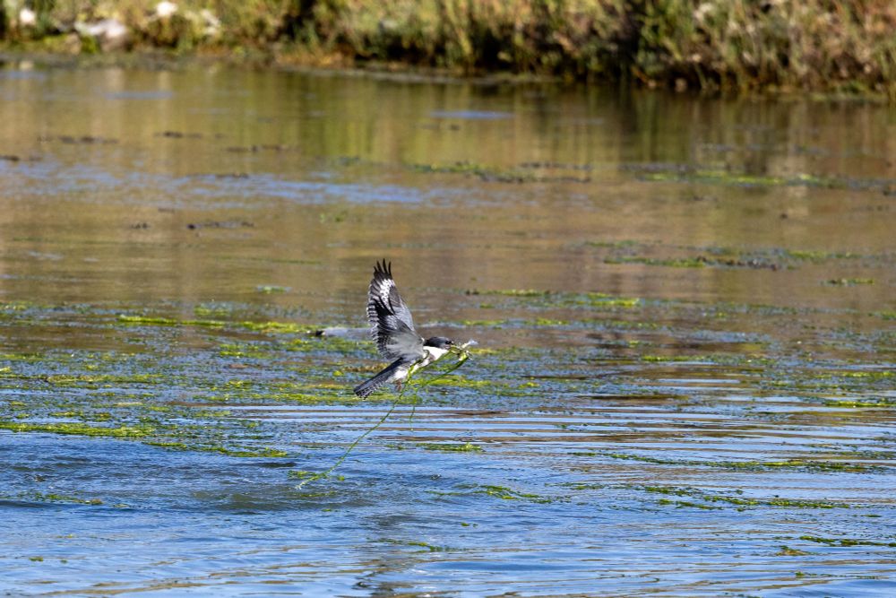 Belted kingfisher emerging from the water, a small fish in its beak