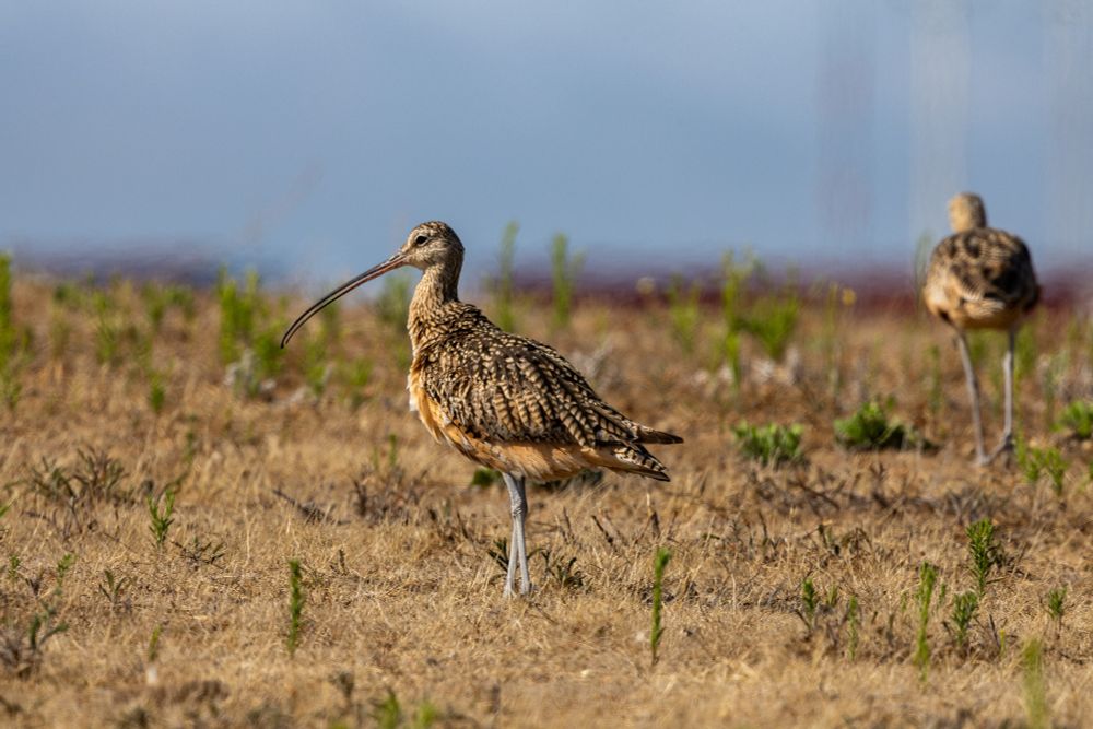 Long-billed curlew standings in a field