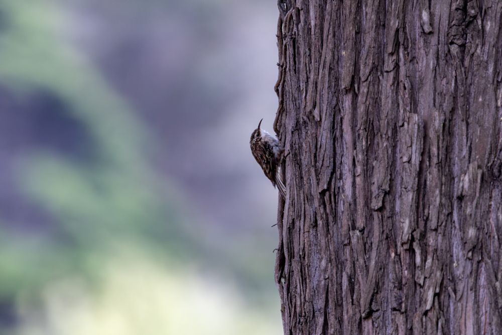 Brown creeper crawling up a tree trunk