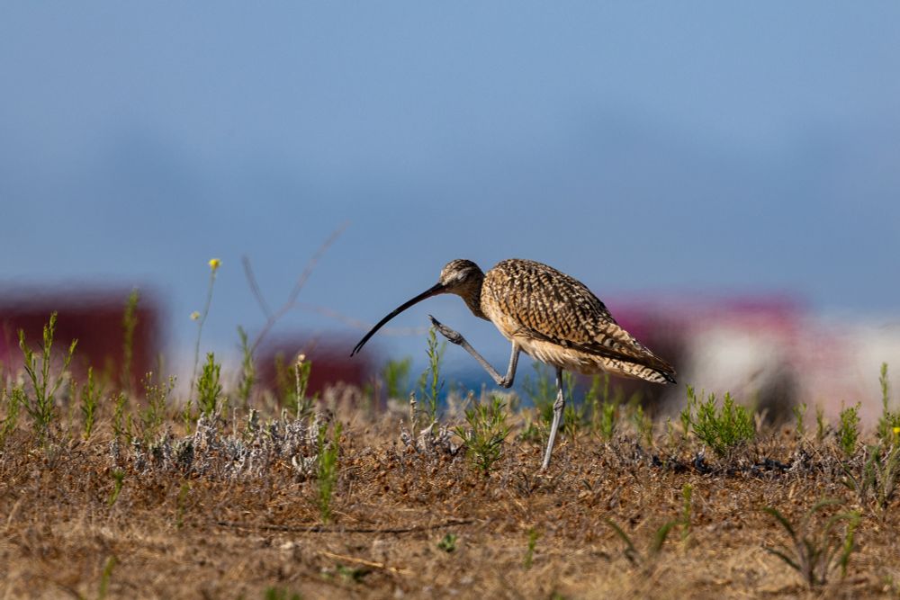 Long-billed curlew, leg lifted and eye closed about to start scratching