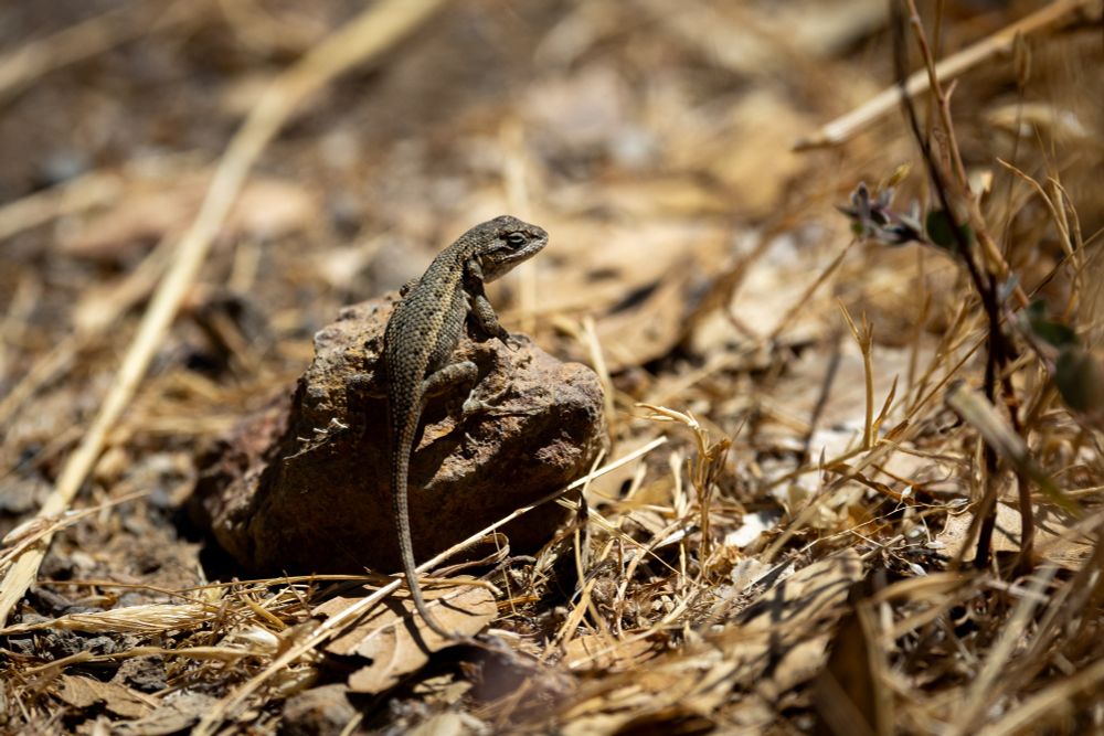 A small lizard sitting on a rock