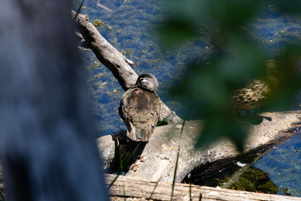 Female wood duck sitting on a tree log that extends into a lake