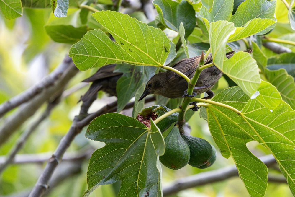 Starling eating a fig