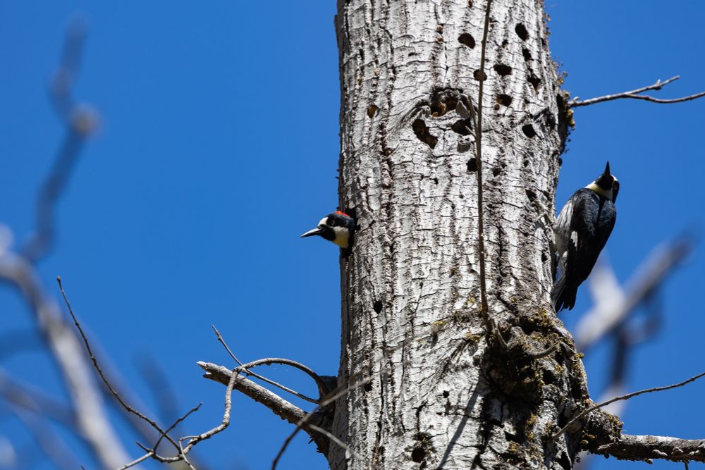 A tree trunk, on the left an acorn woodpecker has stuck its head out from a hole in the trunk. On the right another one is sitting on the side of the trunk