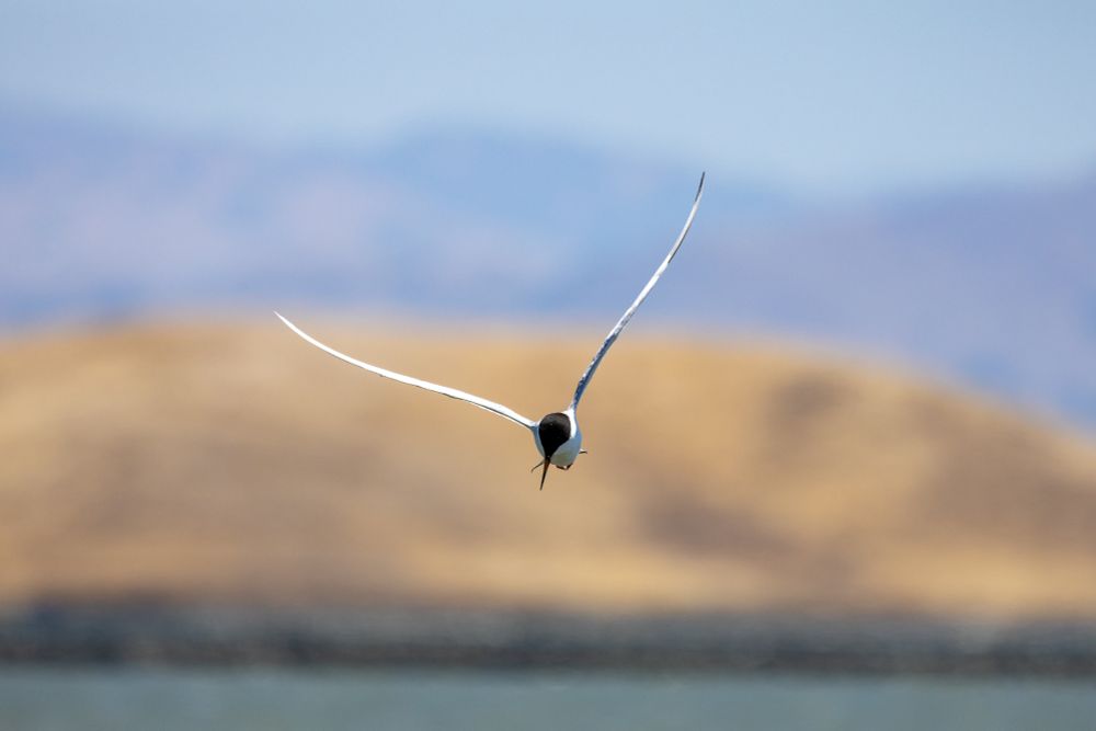 Forster's tern flying towards the camera, head lowered and looking down towards the water