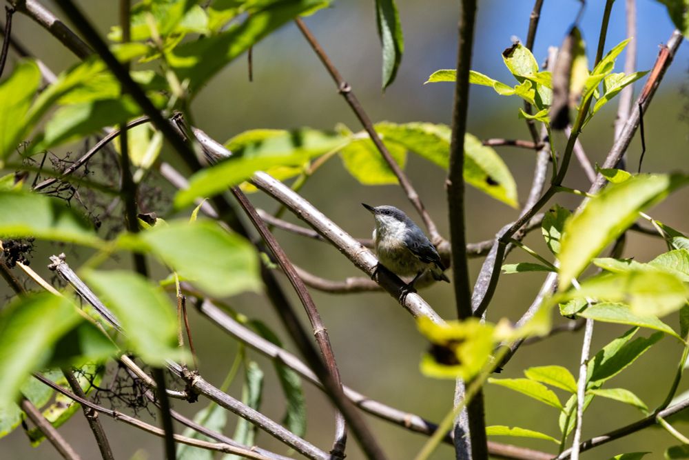 Pygmy nuthatch sits on a small branch in a bush