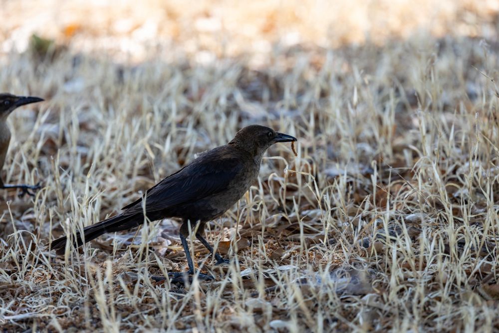 Long-tailed grackle walking in grass with a small insect in its beak