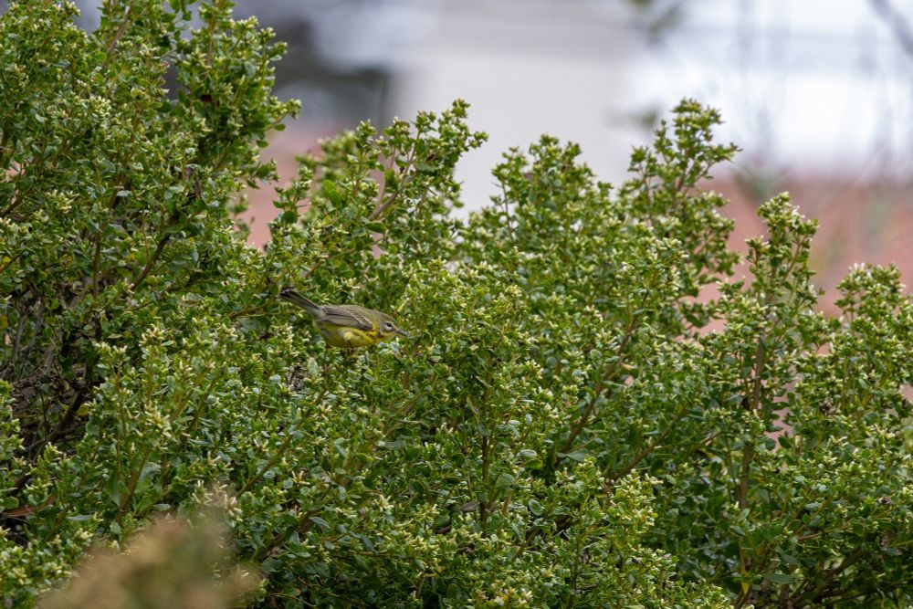 A prairie warbler sitting in a green bush