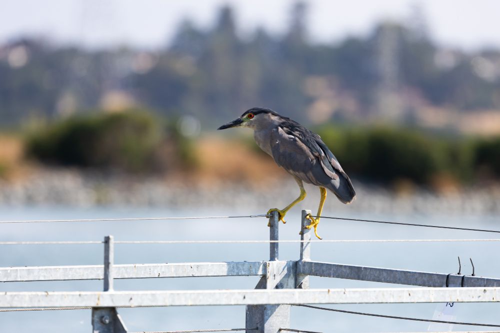 Night heron balancing on a wire