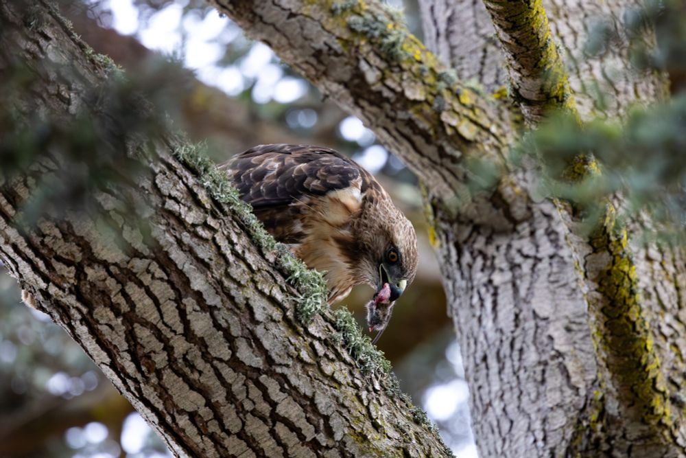 Red-tailed hawk sitting on a branch eating a small rodent