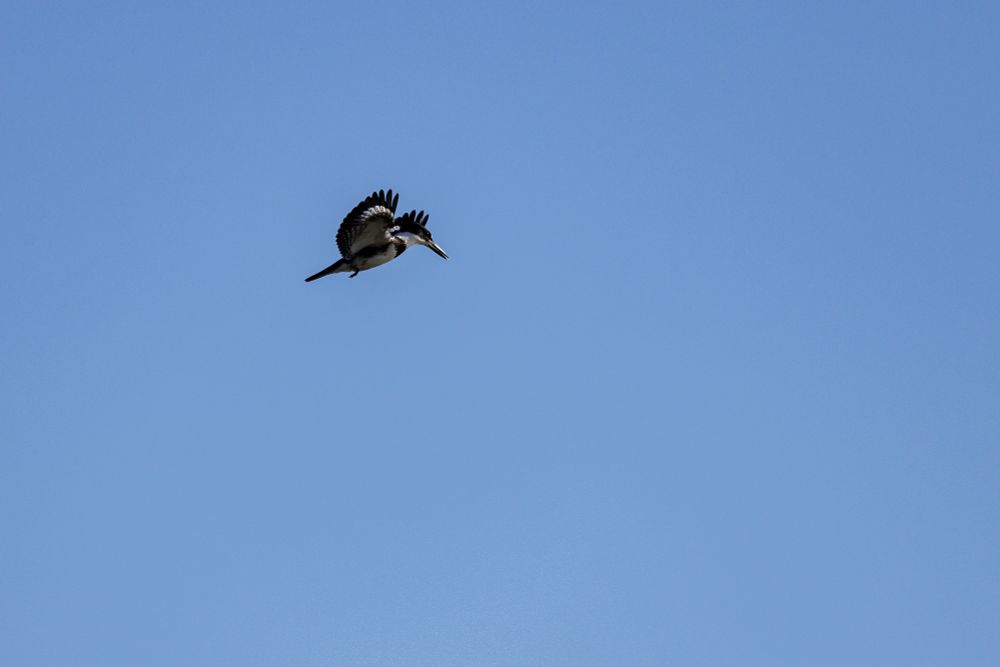 Belted kingfisher hovering in the air