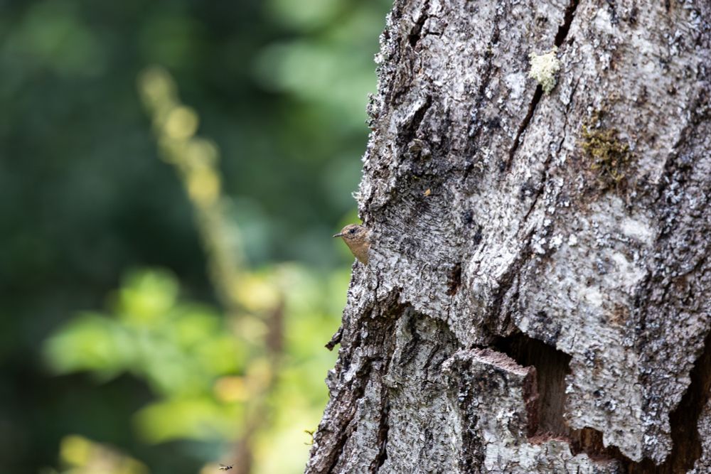 Pacific wren peeks out from behind a tree trunk, only its head visible