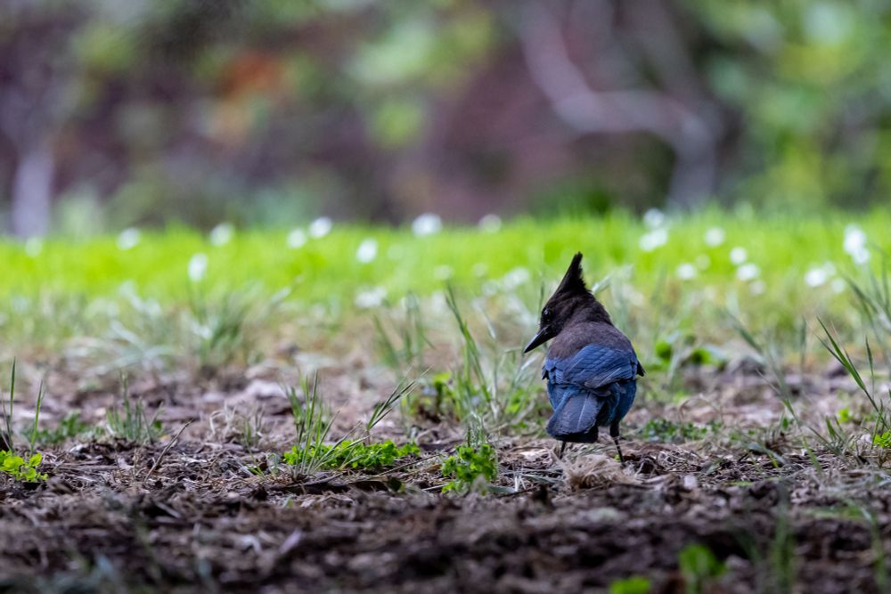 Steller's jay, back to the camera is standing on the ground looking down