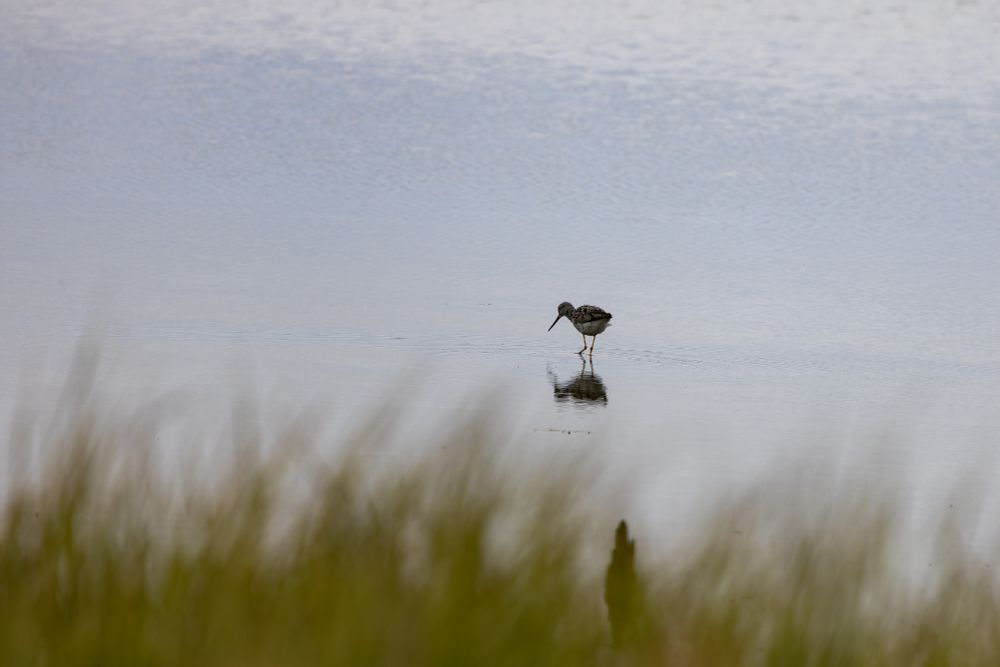 Greater yellowlegs wading in calm water