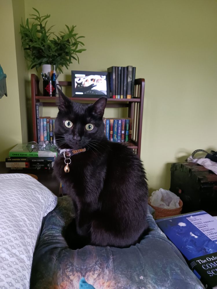 A black cat with yellow eyes, wearing a Pittsburgh Steelers collar with a brass bell, sits in a green room full of books and plants.