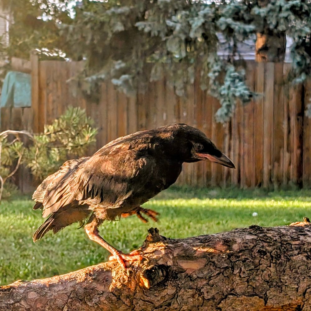 Crow on a tree branch 