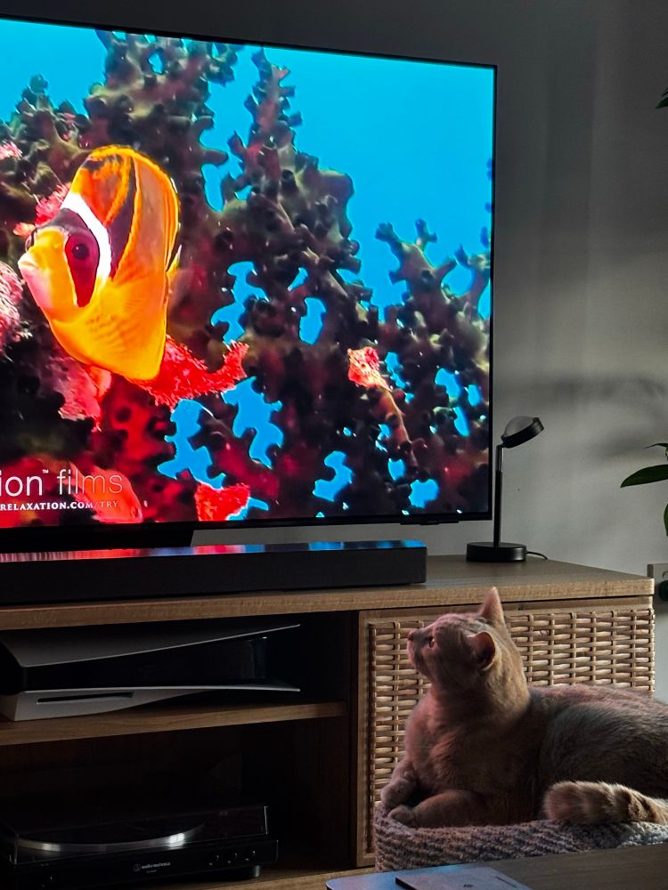 Frank the orange cat sits on a cushion, looking up at a tropical fish video on the tv. 
