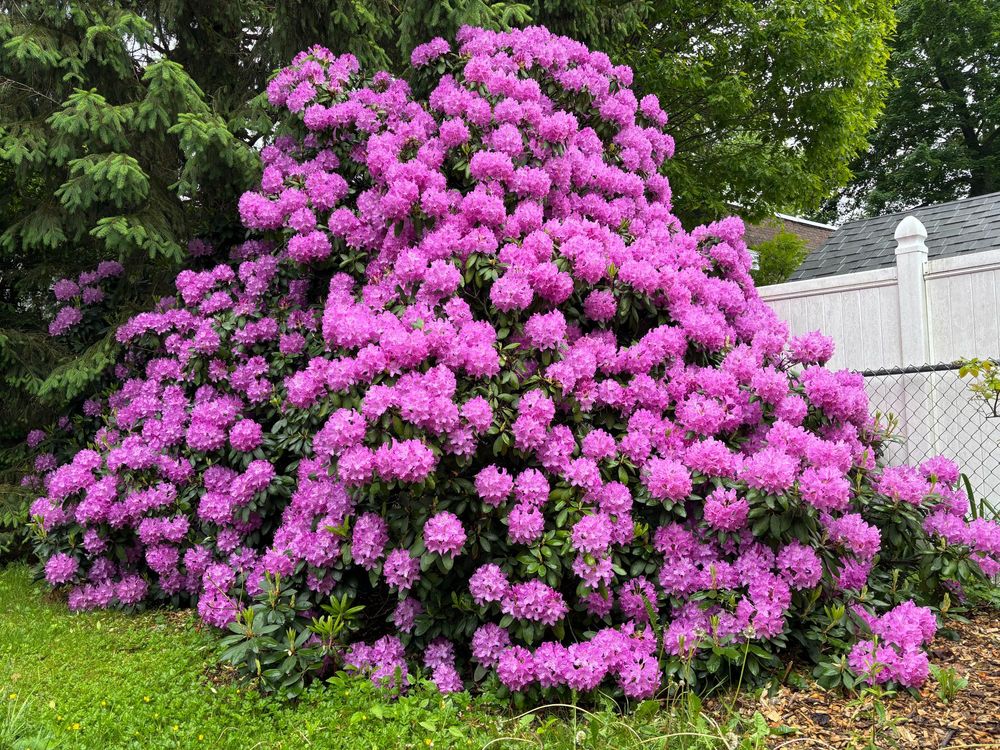 Massive dark pink rhododendron in full bloom. 