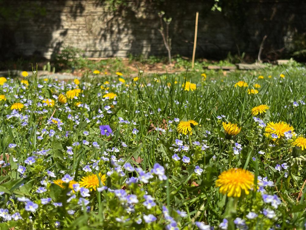 grassy lawn filled with dandelions, forget-me-nots, violets 