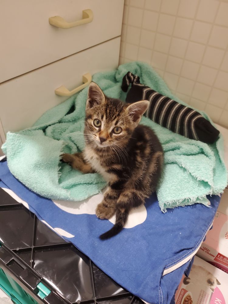 Potichat de 500g assis à côté d'une bouillotte (une bouteille de 500ml plus grande que lui)