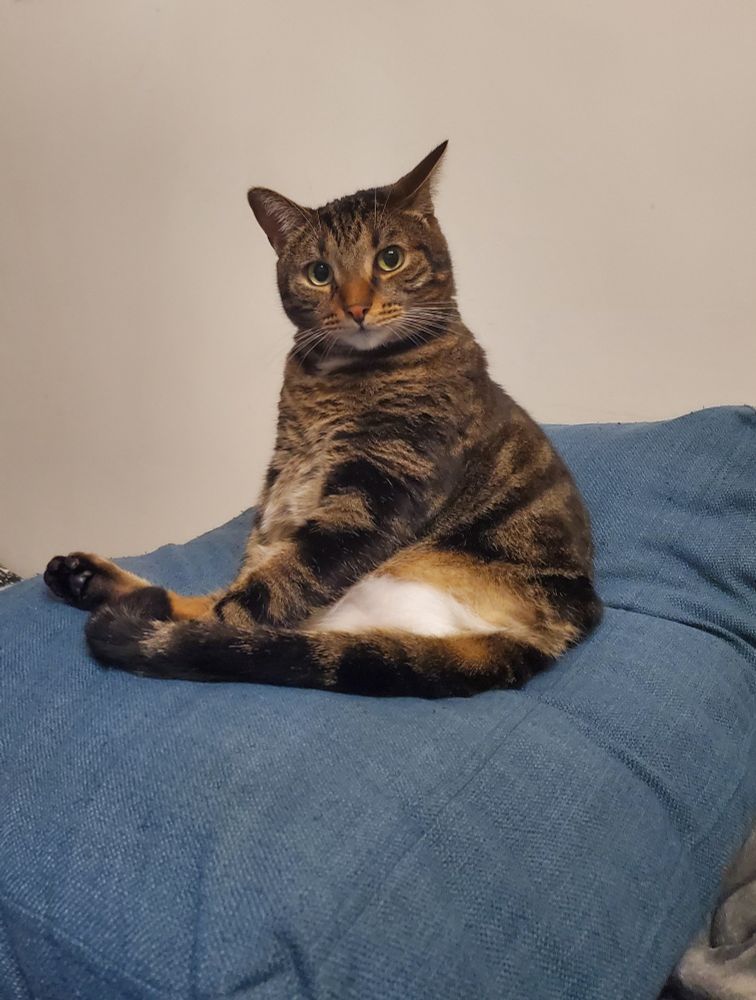 Chat à trois pattes assis sur un coussin, tigré avec un bout de bidou blanc depassant là où il manque une patte arrière, regardant la caméra d'un air profondément surpris