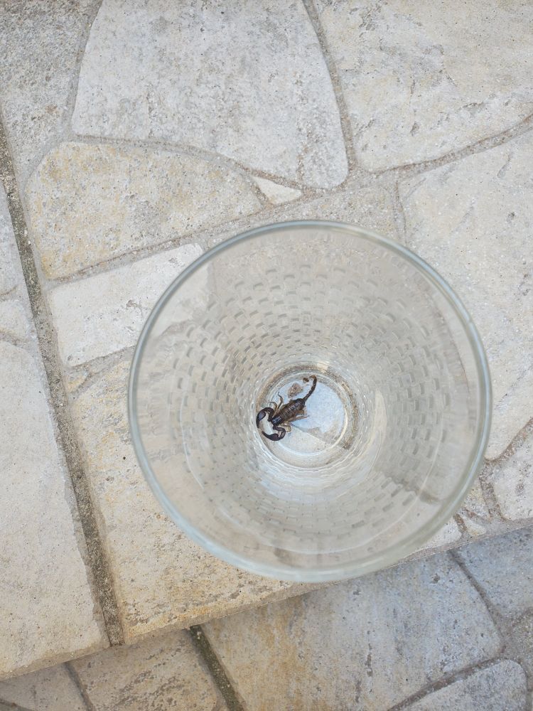 Scorpion un peu mieux visible attendant sagement au fond d'un verre de savoir où il sera relocalisé
