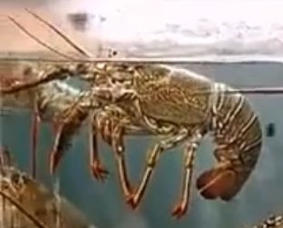 eldrich horror lobster